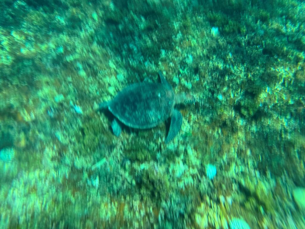 西表島 バラス島 シュノーケリング ウミガメ